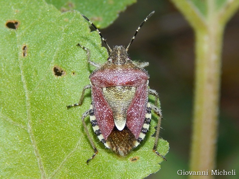 Pentatomidae: Dolycoris baccarum